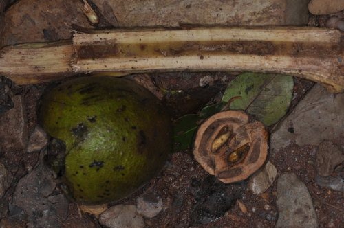 Argentine walnut (Juglans australis)