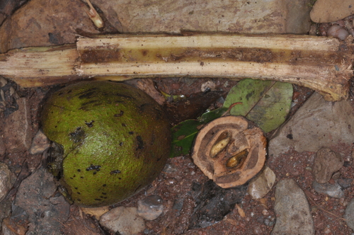 Juglans australis
