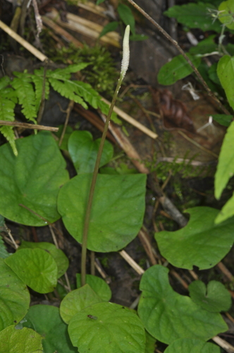 Peperomia armstrongii (Peperomia armstrongii)