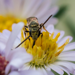 Lasioglossum zephyrus