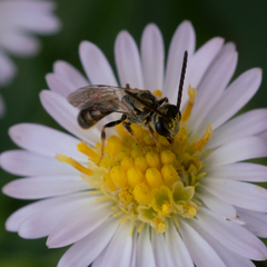 Lasioglossum zephyrus
