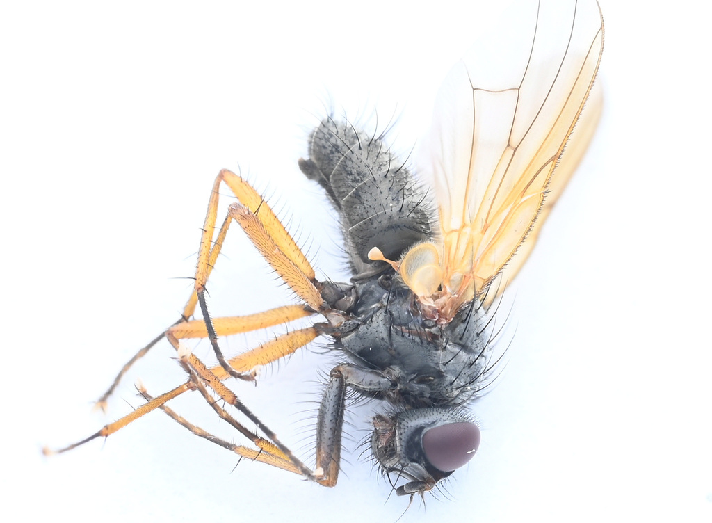 Phaonia prisca