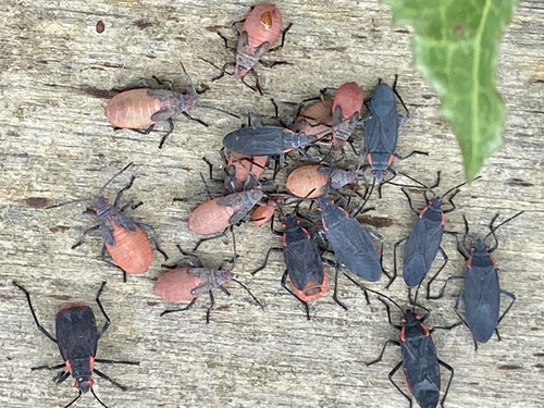 iNaturalist observation photo of Red-shouldered Bug