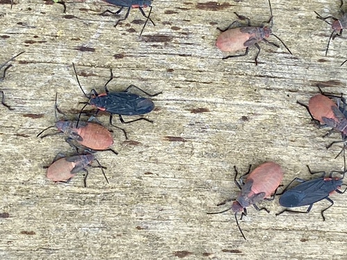 iNaturalist observation photo of Red-shouldered Bug