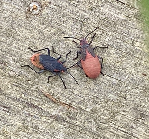 iNaturalist observation photo of Red-shouldered Bug