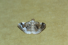 Gyostega