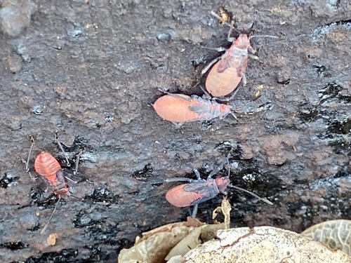 iNaturalist observation photo of Red-shouldered Bug