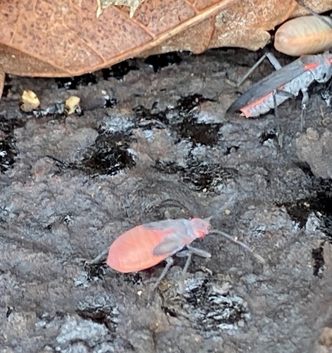 iNaturalist observation photo of Red-shouldered Bug