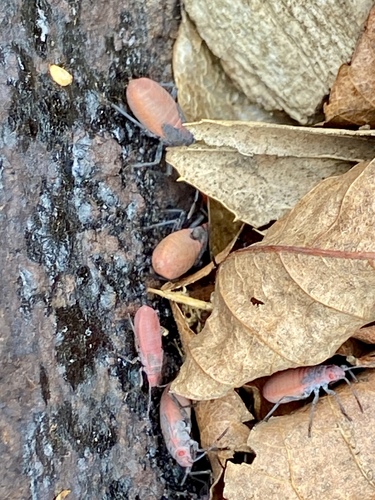 iNaturalist observation photo of Red-shouldered Bug
