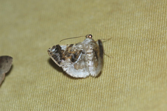 Gyostega