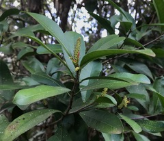 Byrsonima crassifolia