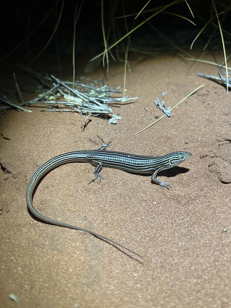 North West Cape Ctenotus