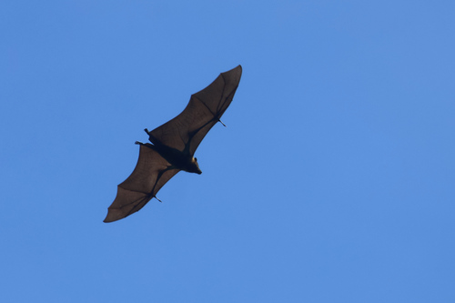 Pteropus pelewensis, 2025-06-03