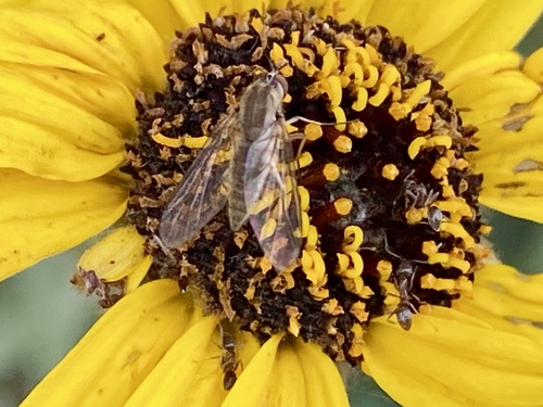 iNaturalist observation photo of Geron