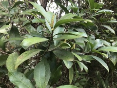 Byrsonima crassifolia