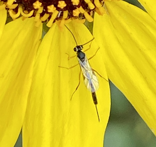 iNaturalist observation photo of Anomalon