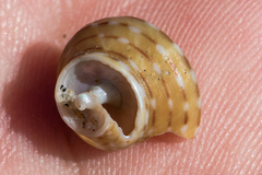 Calliostoma tricolor