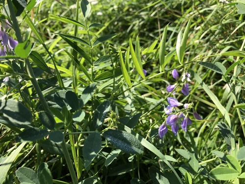Professor-weed (Galega officinalis)