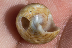 Calliostoma tricolor