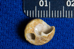 Calliostoma tricolor