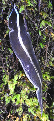 Newzealandia