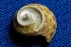 Calliostoma tricolor