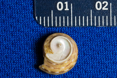 Calliostoma tricolor