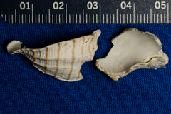 Cancellaria cooperii