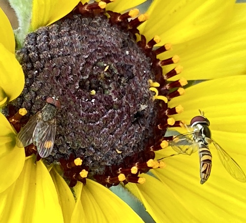 iNaturalist observation photo of Oblique Streaktail