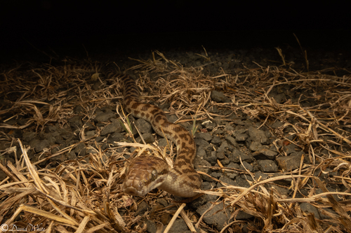 Children's Pythons sighting