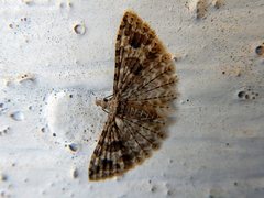 Alucita montana