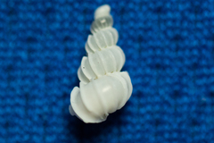 Epitonium indianorum