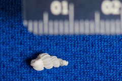 Epitonium indianorum