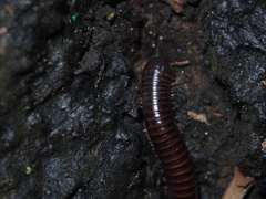 Leptogoniulus sorornus