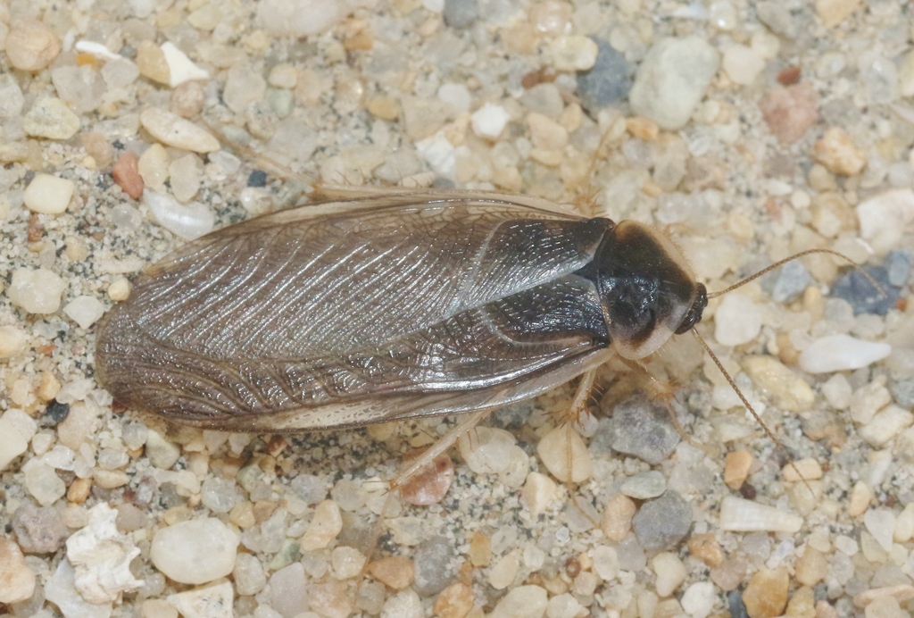 Arenivaga diaphana