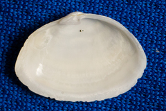 Cryptomya californica