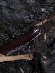 Leptogoniulus sorornus