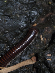 Leptogoniulus sorornus