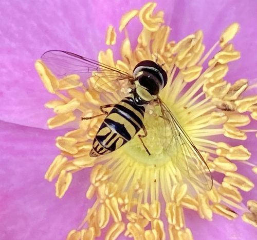 iNaturalist observation photo of Oblique Streaktail