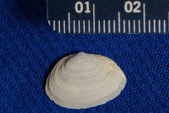 Cryptomya californica