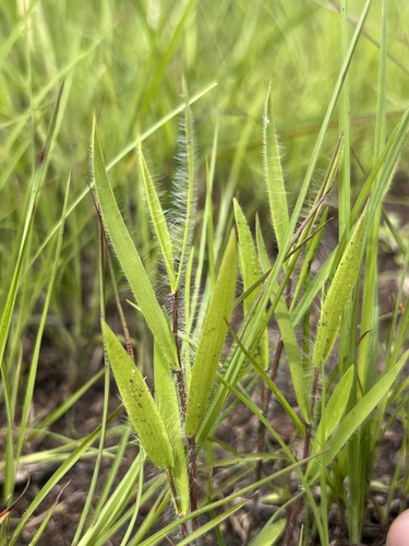 white-hair rosette grass (Dichanthelium praecocius)