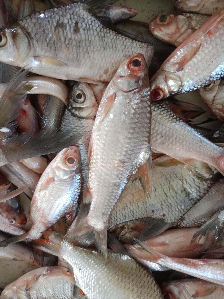 Silver shark barb (Amblyrhynchichthys truncatus) — Cyprinidae