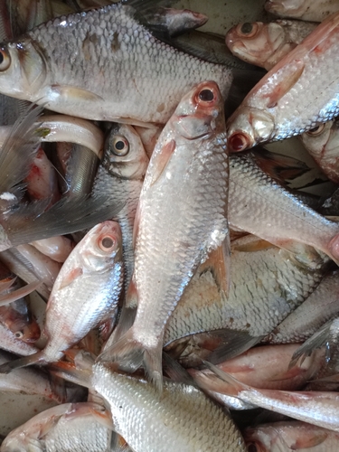 Silver shark barb (Amblyrhynchichthys truncatus) — Cyprinidae
