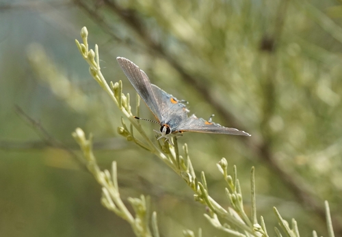 iNaturalist observation photo of Gray Hairstreak