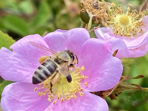 iNaturalist observation photo of Western Honey Bee