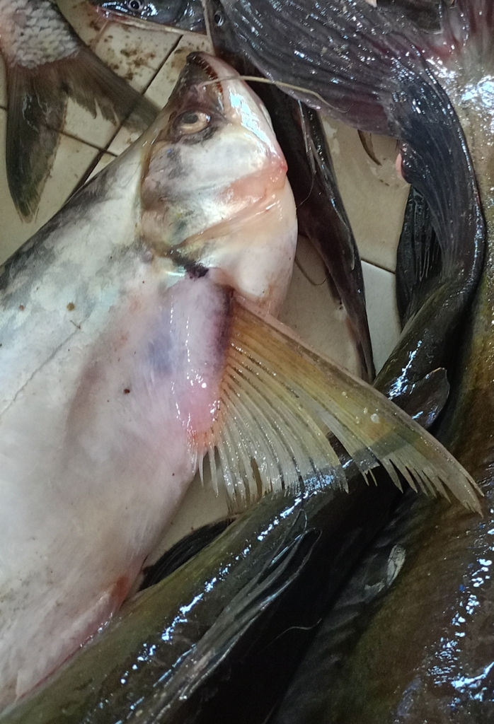 Belodontichthys dinema (Belodontichthys dinema)