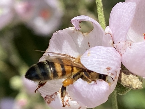iNaturalist observation photo of Western Honey Bee