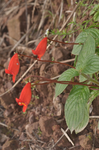 Seemannia nematanthodes, photograph 1