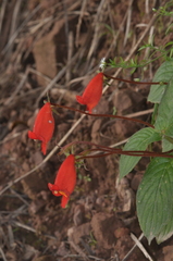 Seemannia nematanthodes, photograph aacocucci, CC BY, iNaturalist via GBIF
