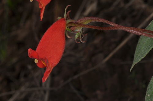 Seemannia nematanthodes, photograph 3